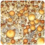 Псилоцибиновые (галлюциногенные)  грибы Psilocybin "Golden Teacher" в Новокубанске