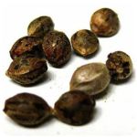 Семена марихуаны АК-47  (Seeds AK-47) в Новокубанске